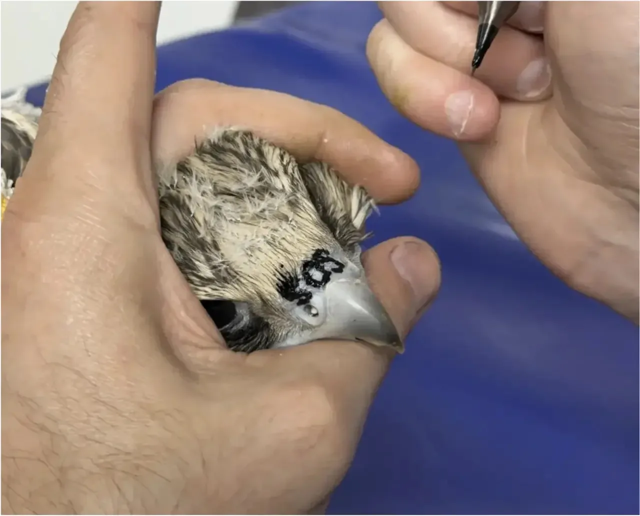 Краснокнижных соколов‑балобанов выпустили в природу в Алтайском крае
 
🦅На территории Кислухинского