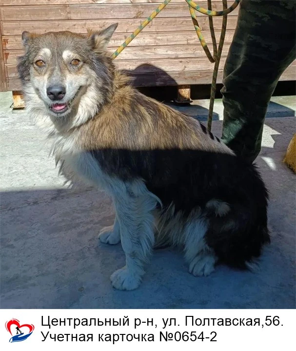 09.09.2026 был отлов собак по адресам:
