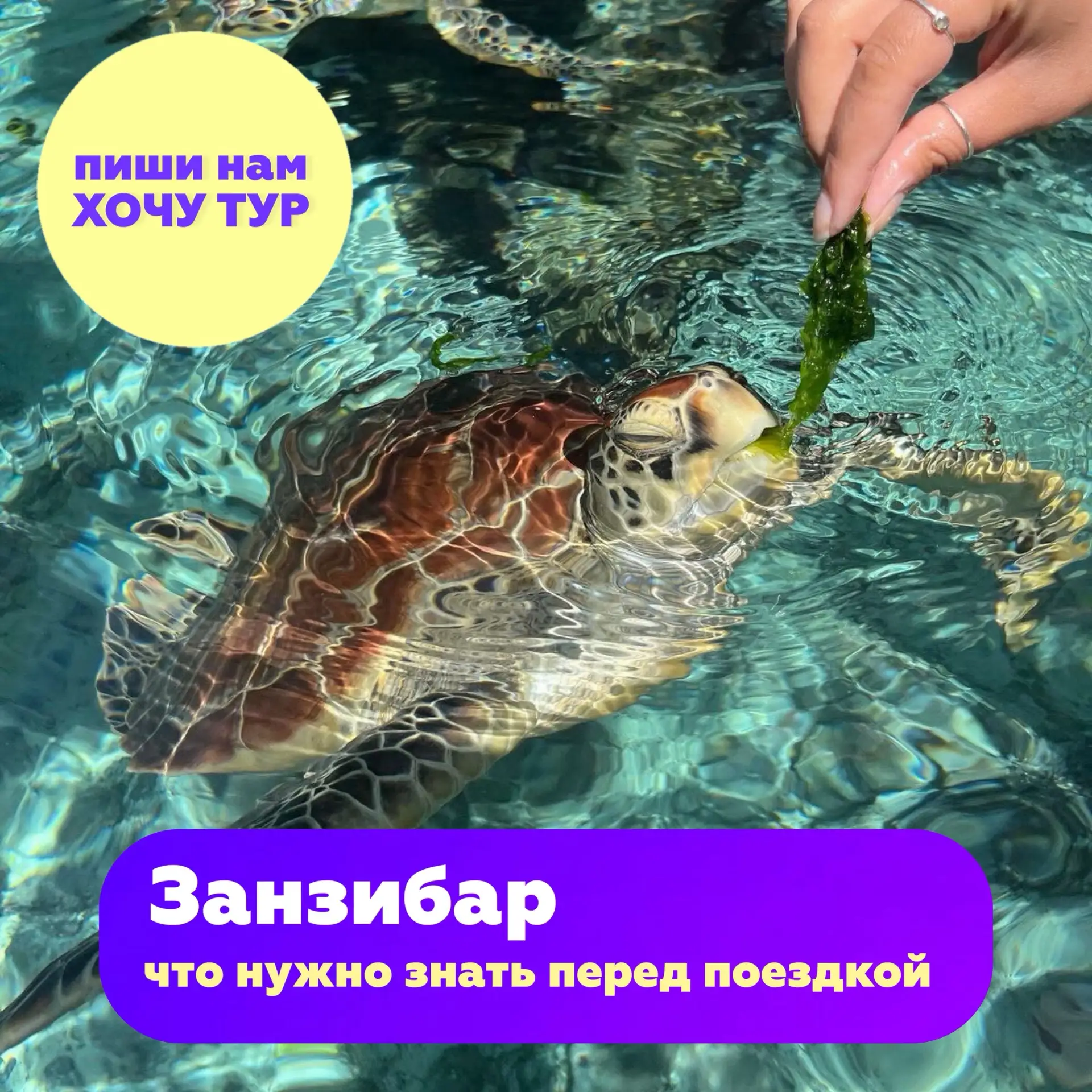 Отвечаем на частые вопросы перед поездкой в Занзибар 🌟🐢💜