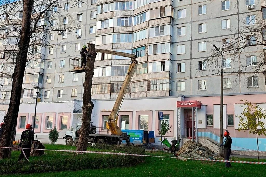 В сквере у «девочки с рулетом» вместо аварийного тополя посадят липу