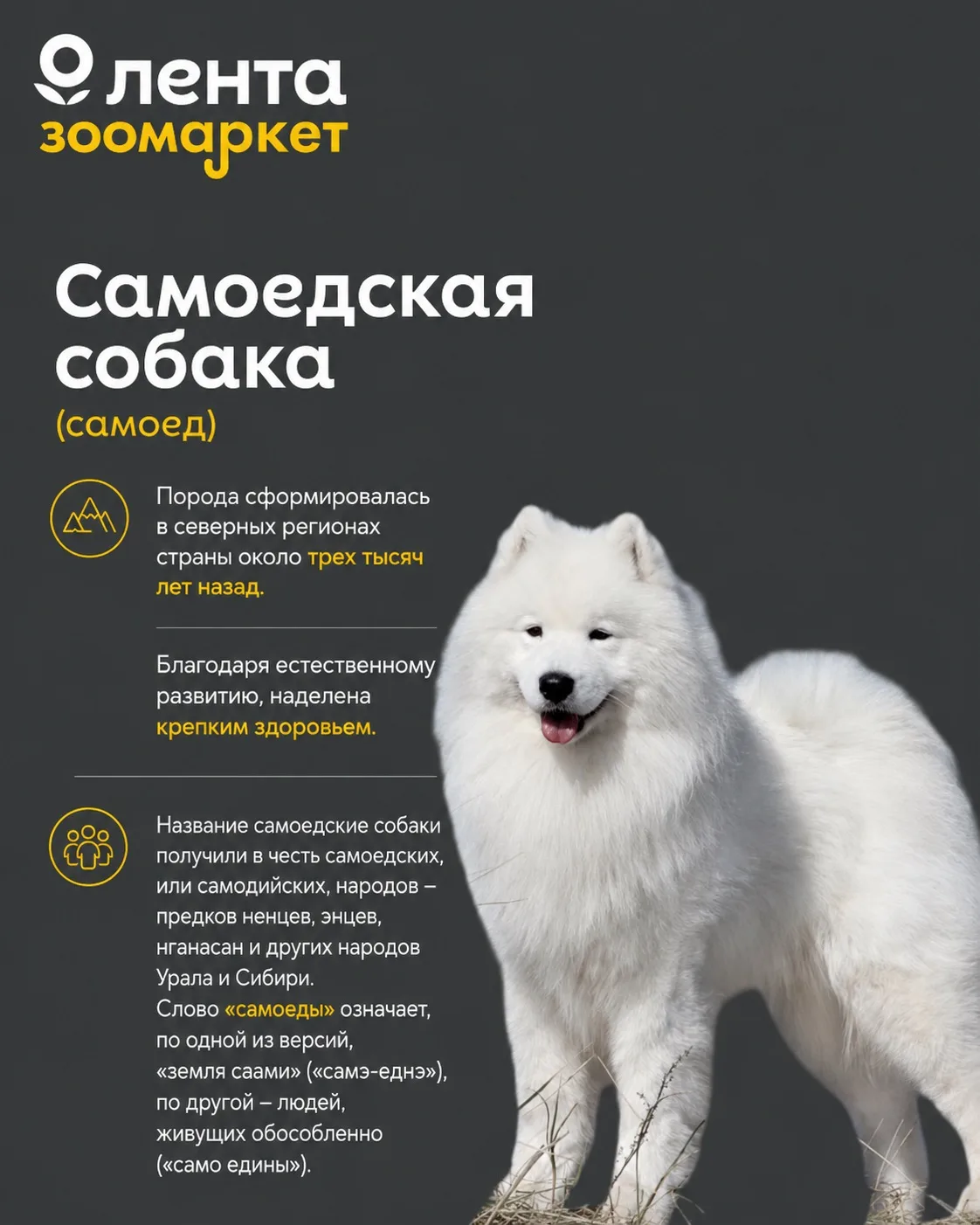 Пушистая гордость России 🐾
🐾 

А вы знали, что некоторые питомцы, которыми восхищаются по всему ми