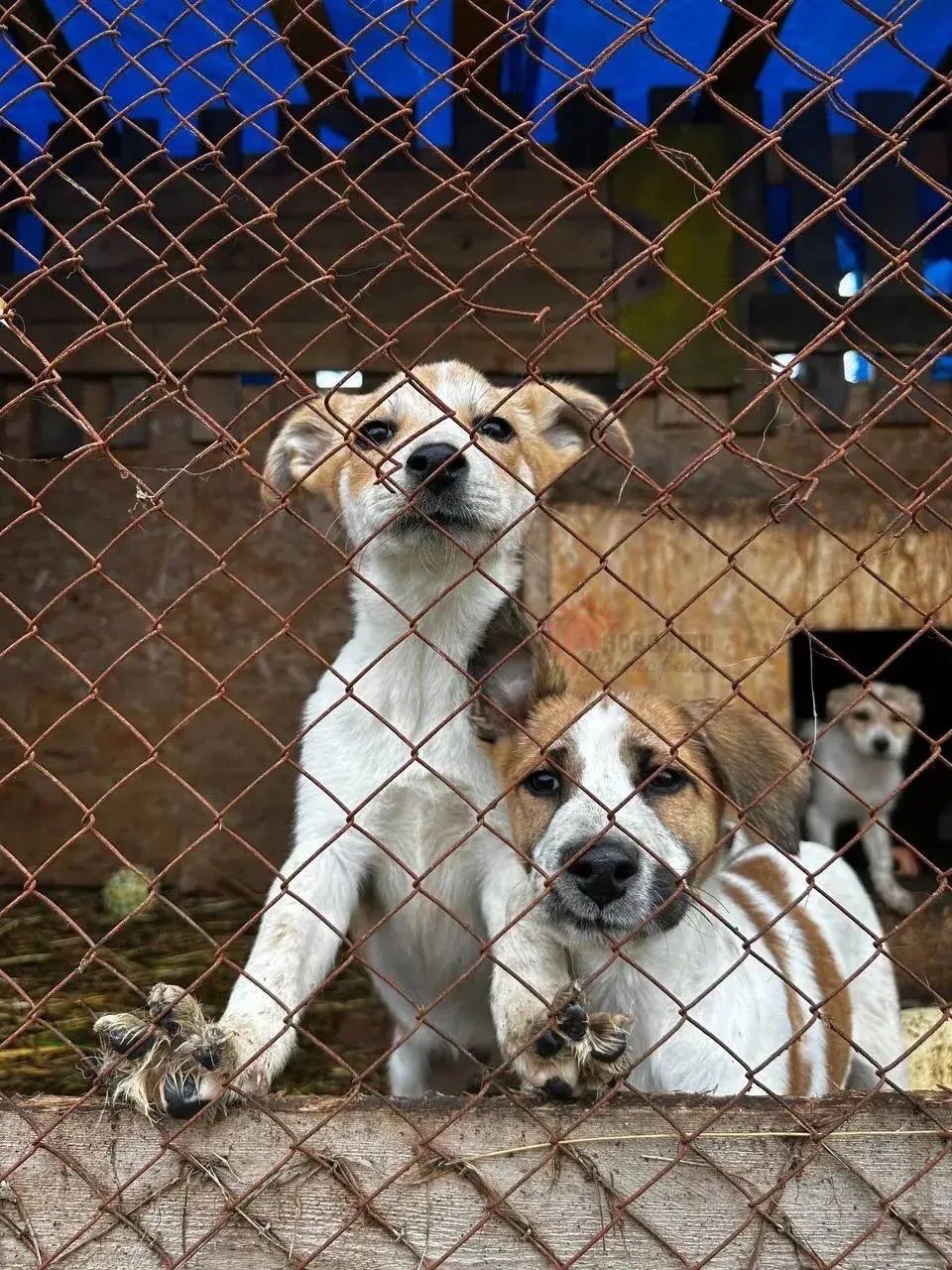 ❤️🐶 Хвостики ждут вашей доброты!