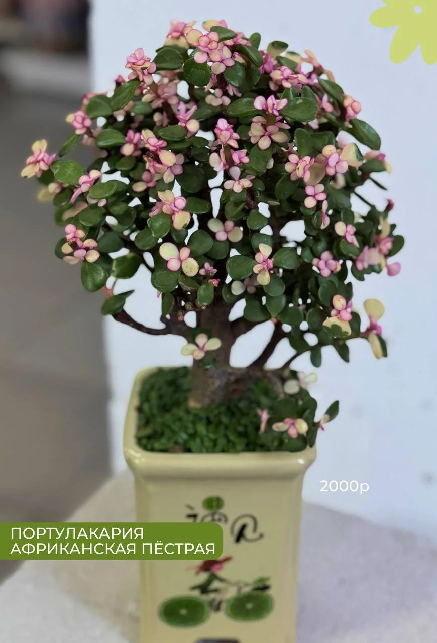 Давно вам не показывали комнатные растения 🌿