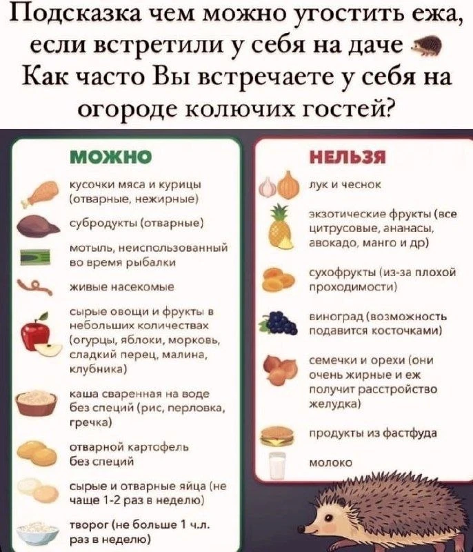 Ёжики приносят пользу, не спешите выгонять их с участка 😊