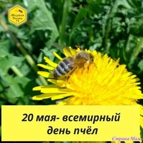 Всемирный день пчелы в средней группе "Радуга"