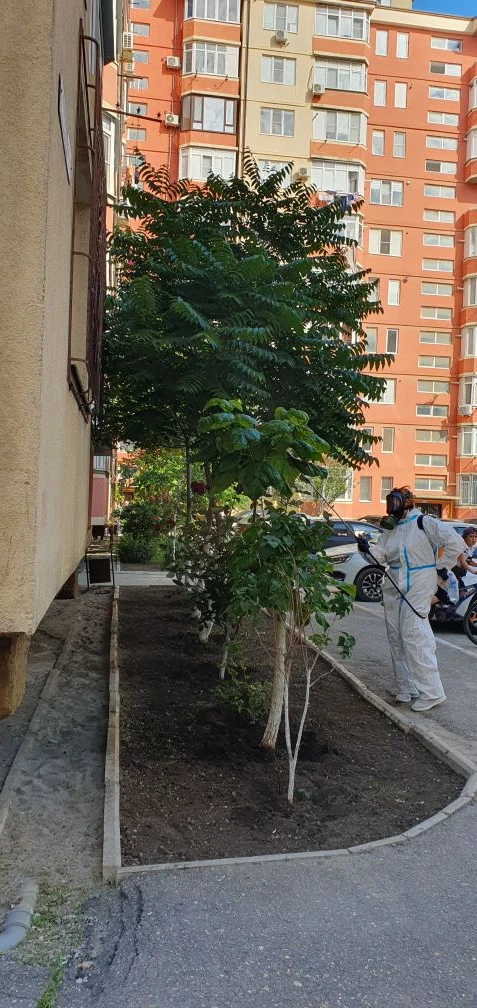 Сегодня, 05.06.2026г.Провели обработку кустарников, роз и деревьев от тли и насекомых.