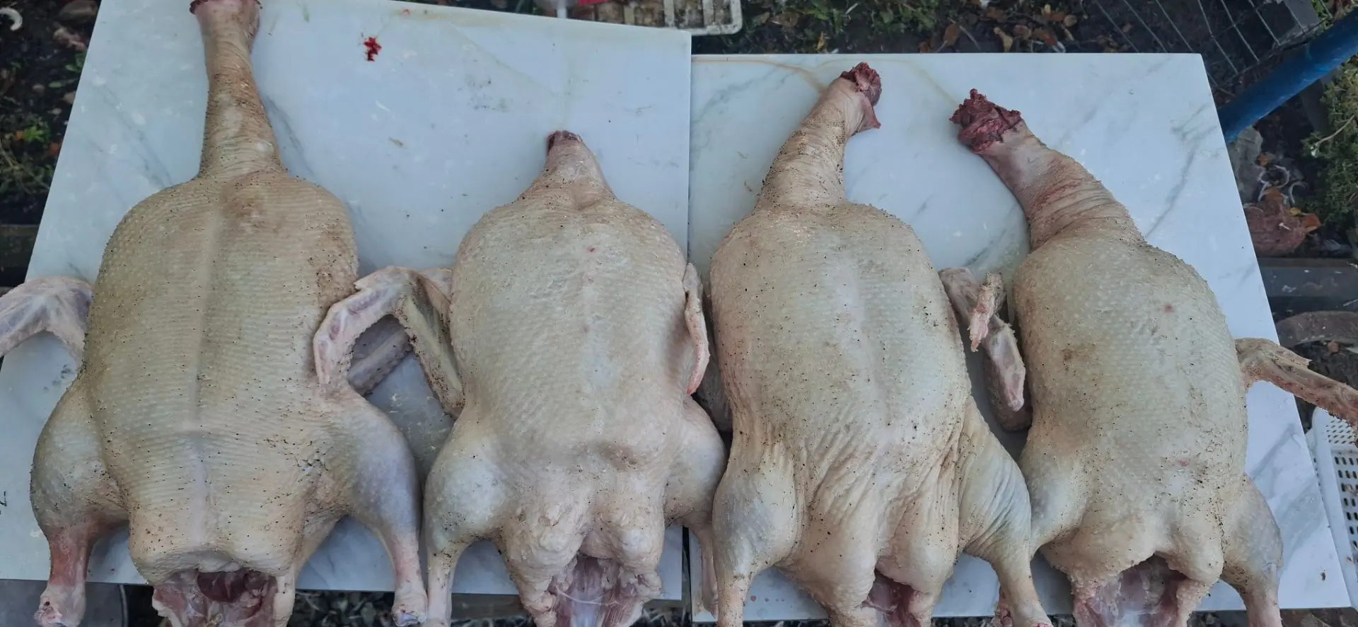 🦆 Забили уточек — упаковали в вакуум и убрали на хранение. Мясо мясного кросса, нежное...