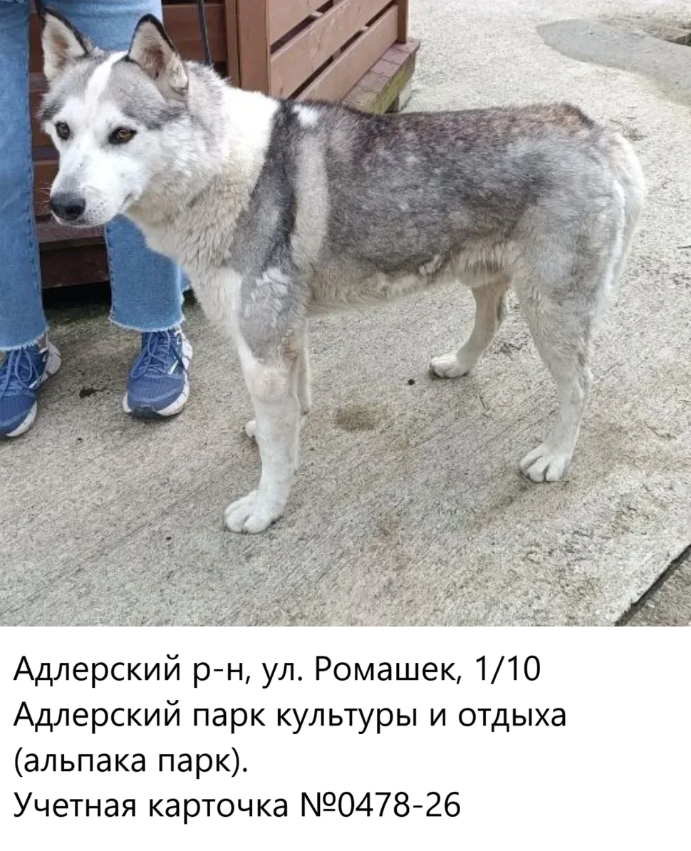 27.05.2026 был отлов собак по адресам: