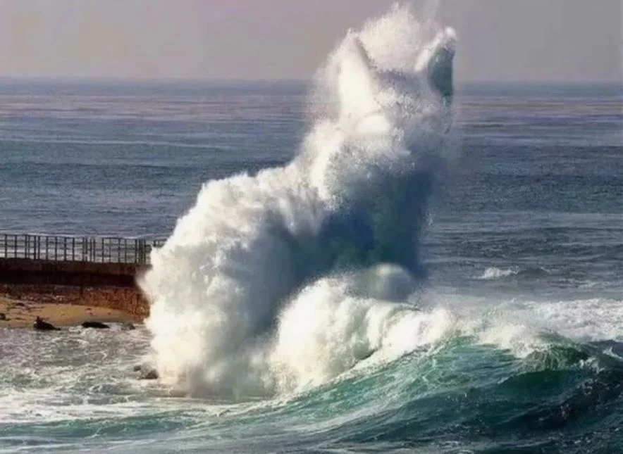 🌊 В Азовском море пропали медузы?