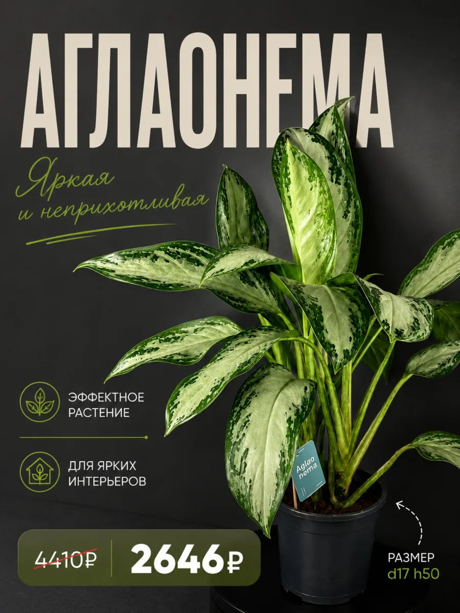 Друзья, напоминаем 💚

У нас продолжается акция -40% на все комнатные растения по промокоду СЕМЬЯ4