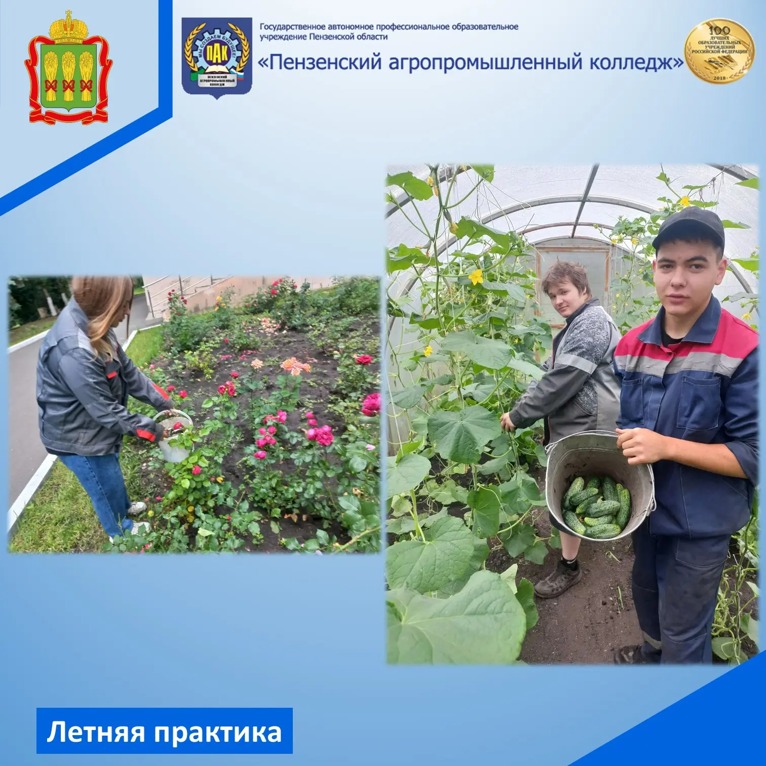 Студенты-агрономы продолжают свою летнюю практику, превращая учебные поля в живые лаборатории под от