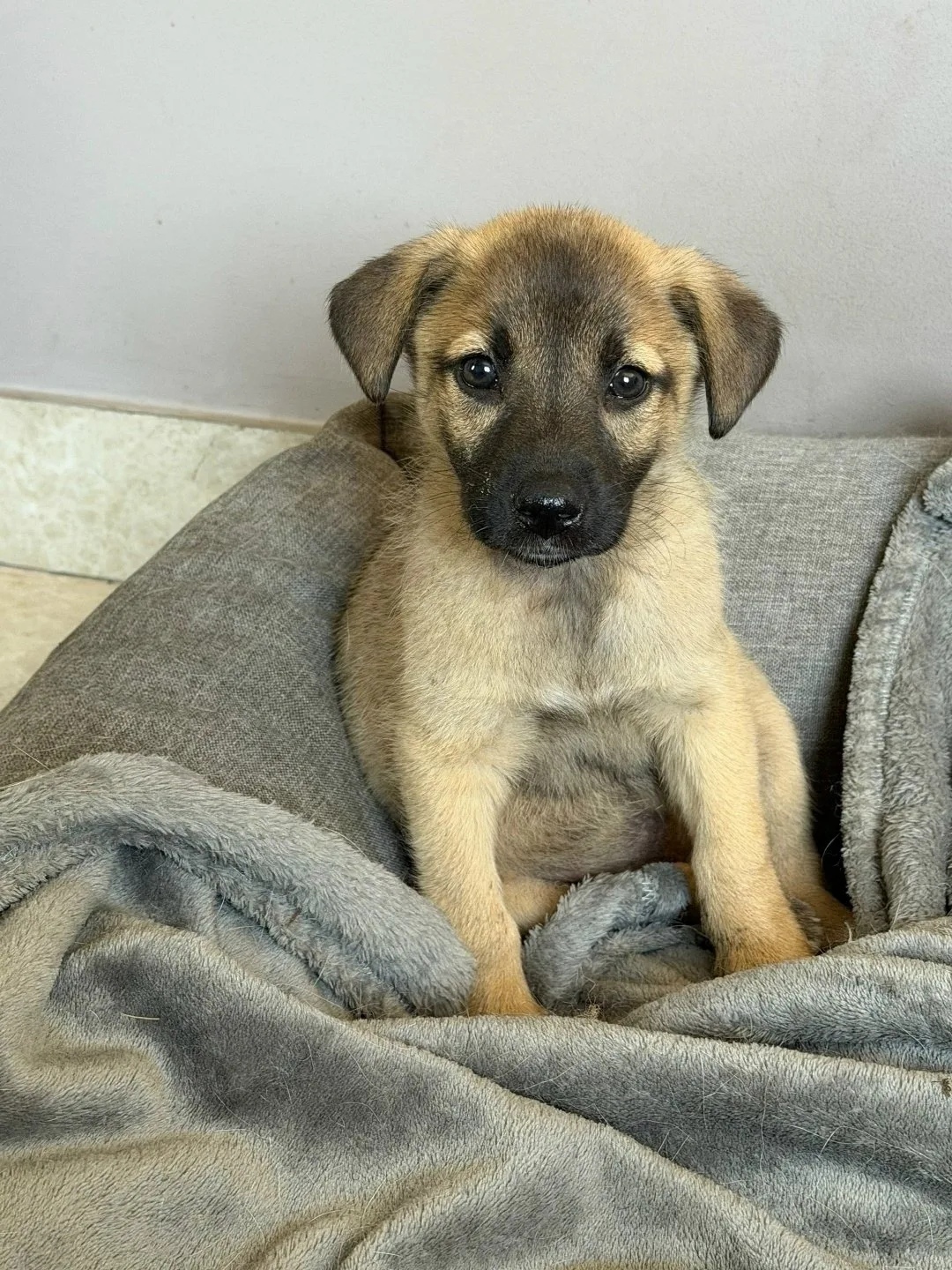 Скромная нежная девочка ищет дом! 🐕🏡