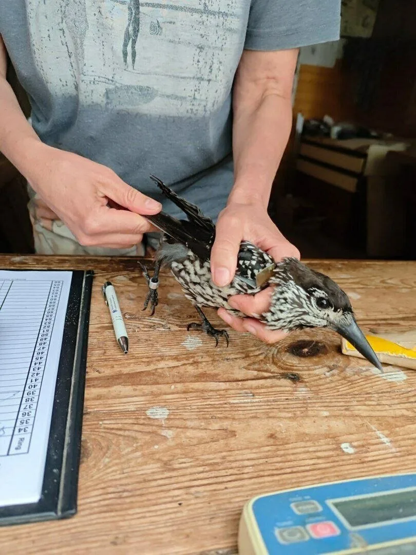 🌲🐦 Редкая гостья: в ловушку «Фрингиллы» на Куршской косе угодила кедровка