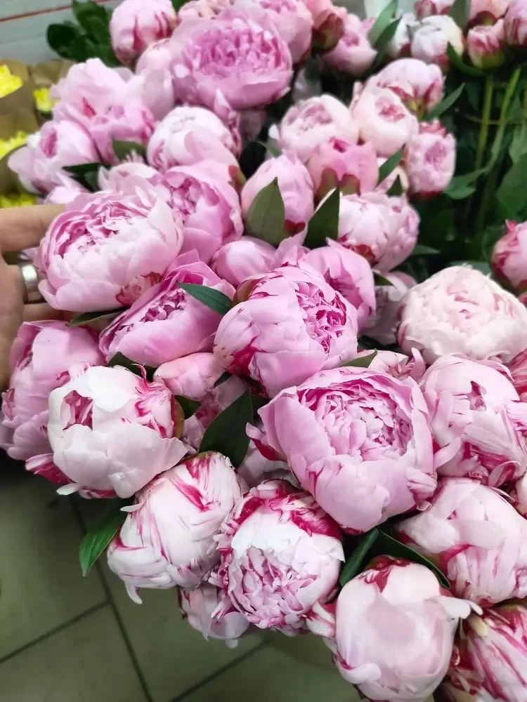 Доброго дня💖
