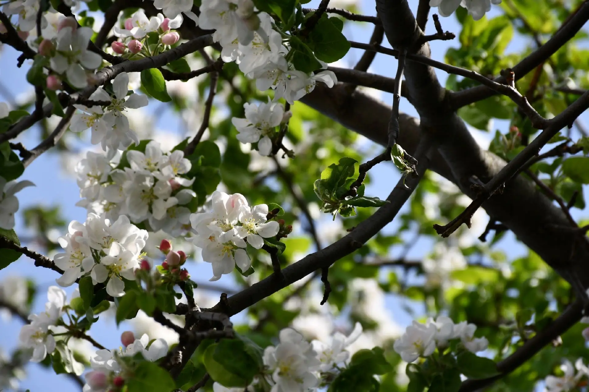 🌸Май — время, когда природа шепчет о красоте...