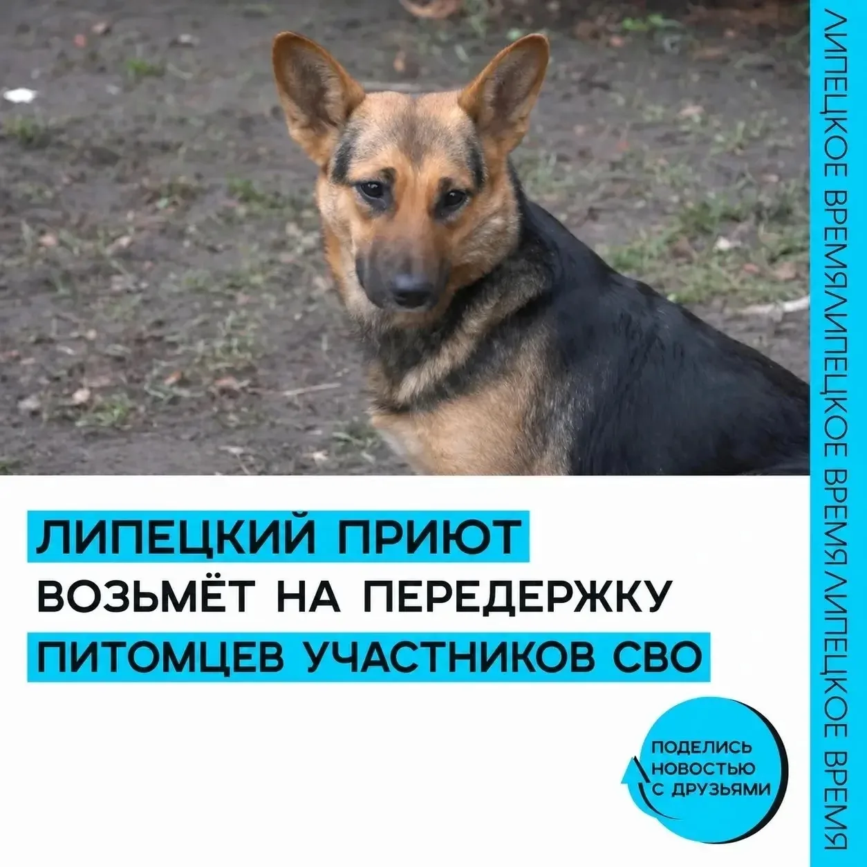 Липецкий приют «Территория спасения» возьмет на передержку питомцев участников СВО в рамках проекта 