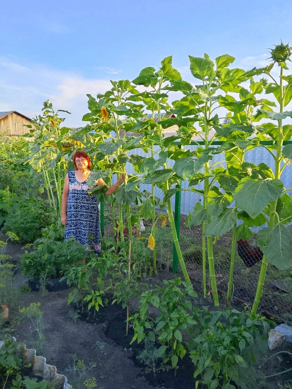 Доброе утро!

Вот такие подсолнухи выросли в Троицке.

Фото: Галина Баранова

Добавляйте снимки ваше