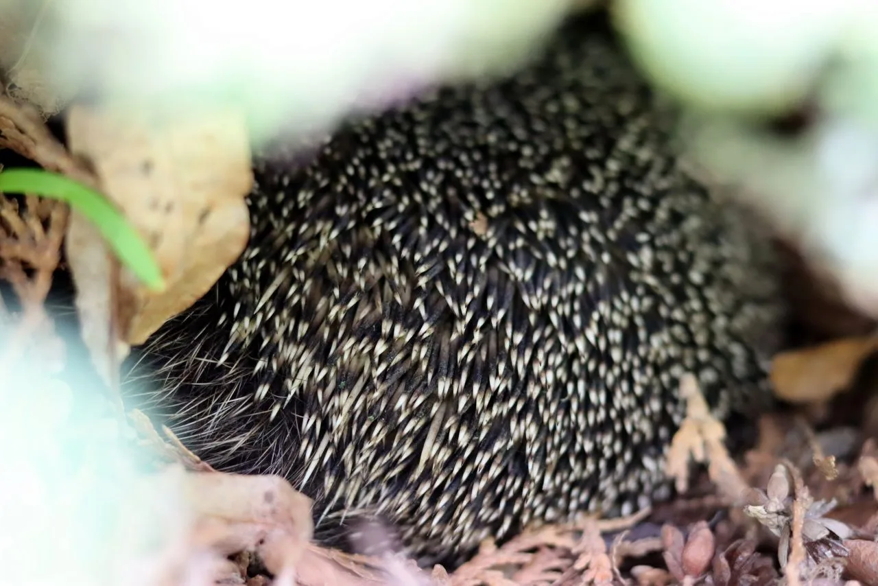 Наслаждайтесь, расцветая... ☀🌸🦔  Весна врывается в ленту: сирень цветет, солнце жарит, а воздух тако