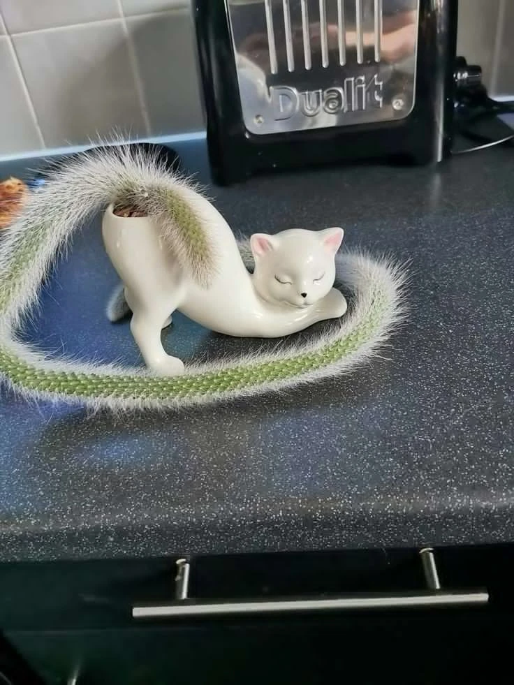 Милота в ленту 😻