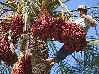 Продукт № 1 против холестерина и заболеваний сердца