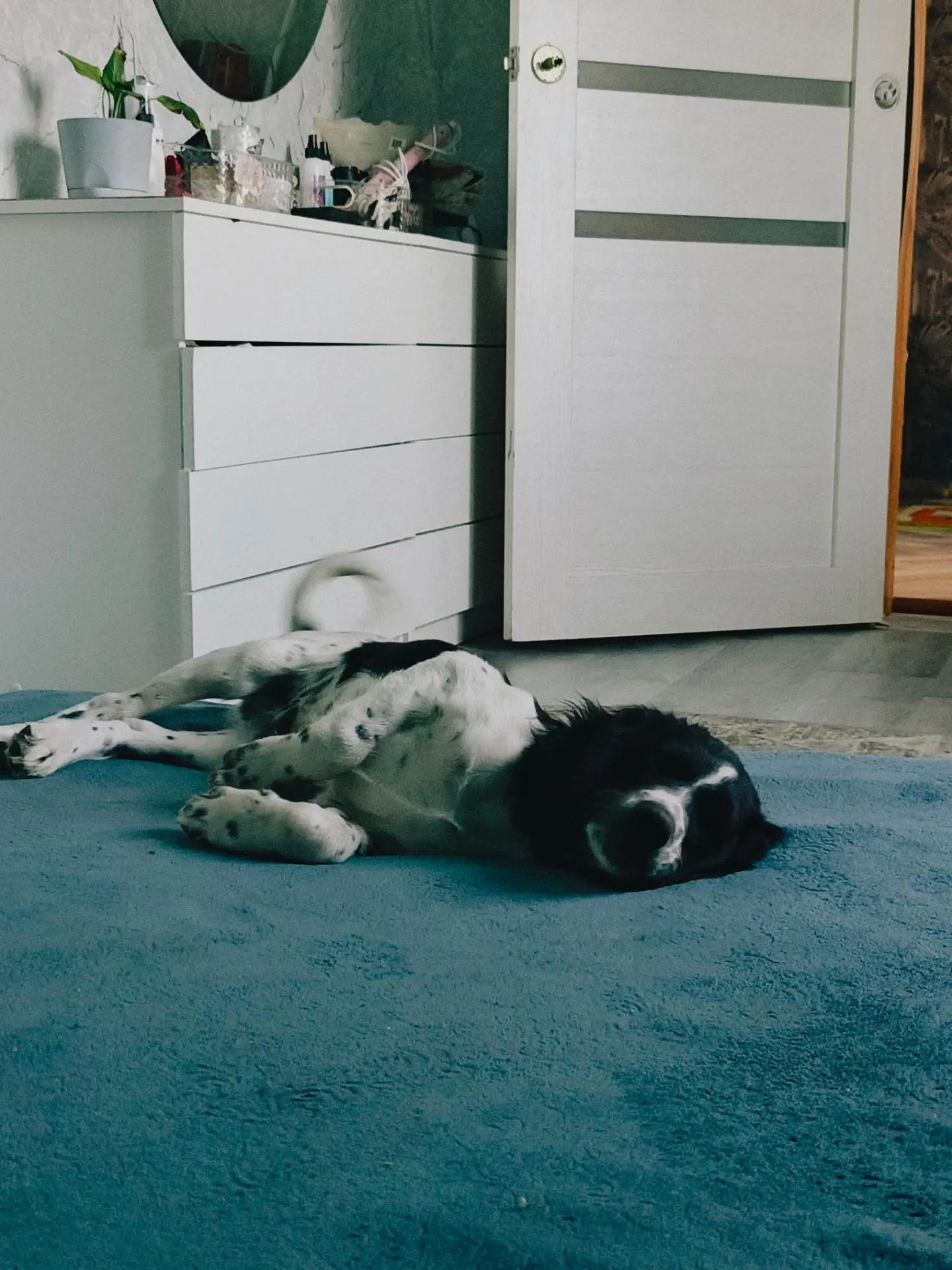 Мой собакен - Лео! 🐶
