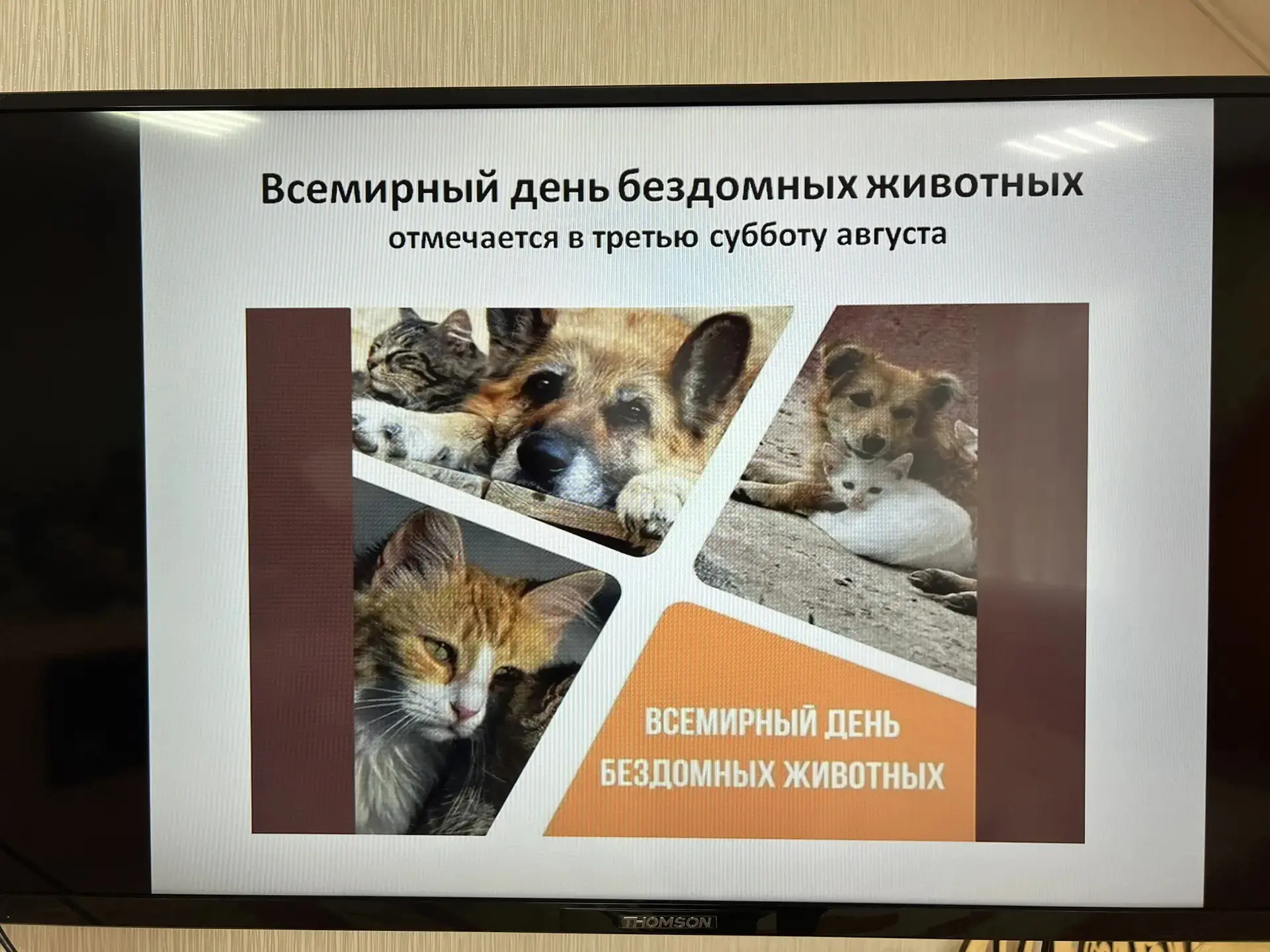 ☝Всемирный день бездомных животных...