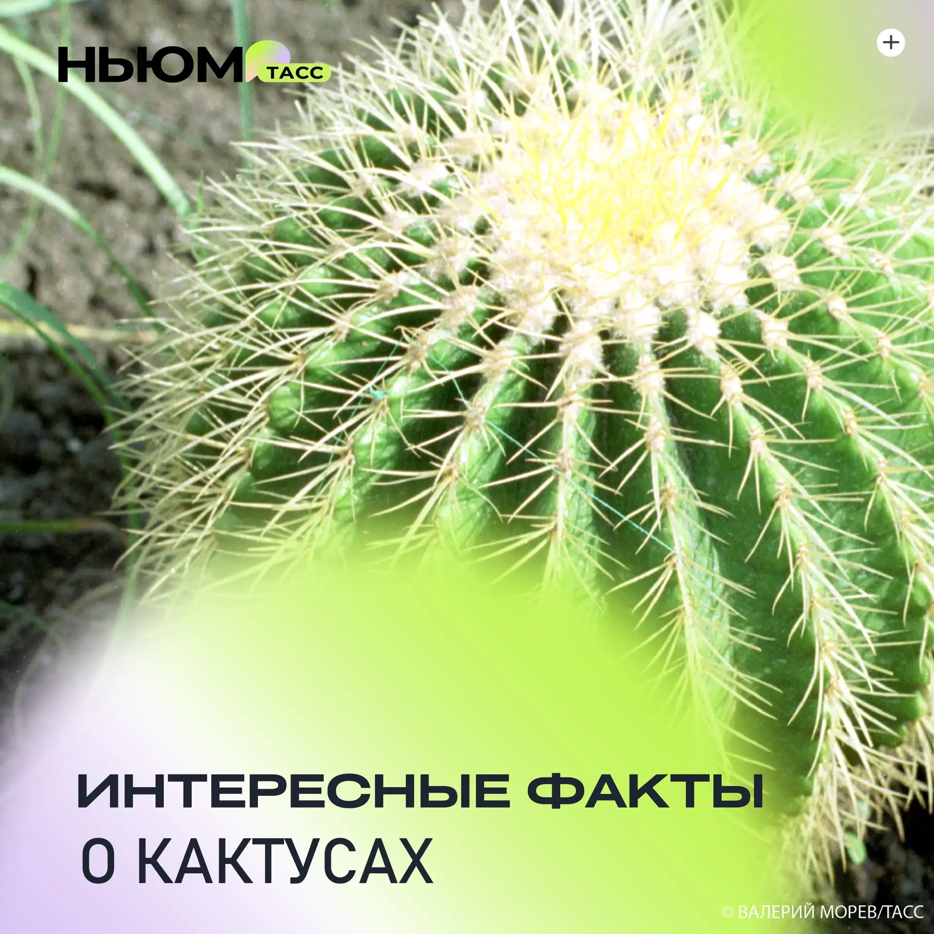 Выглядят грозно, держат на расстоянии вытянутой руки и всегда в режиме суперэкономии.