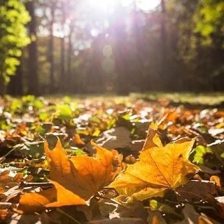 На Кубани днём до +25 °C, но ночью местами ещё возможны заморозки