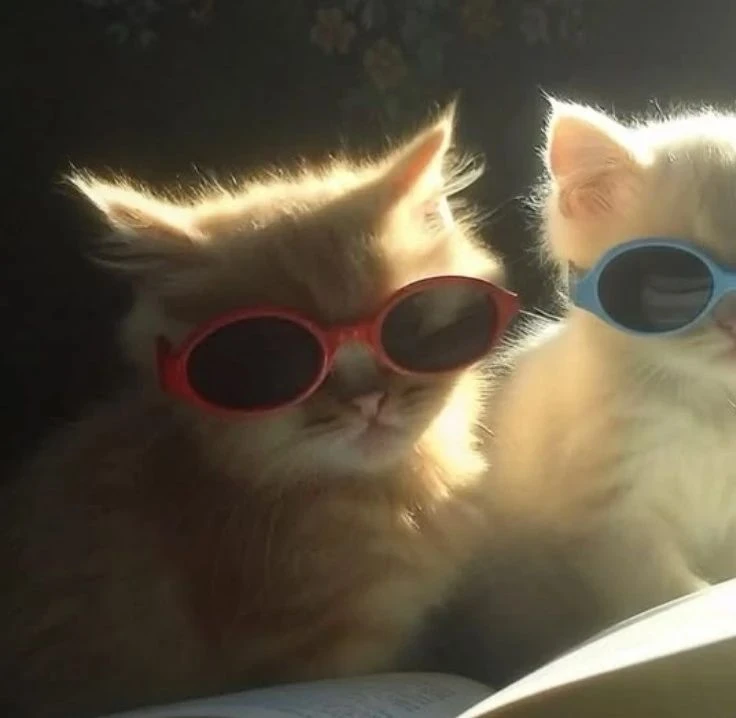 Авы с котятками