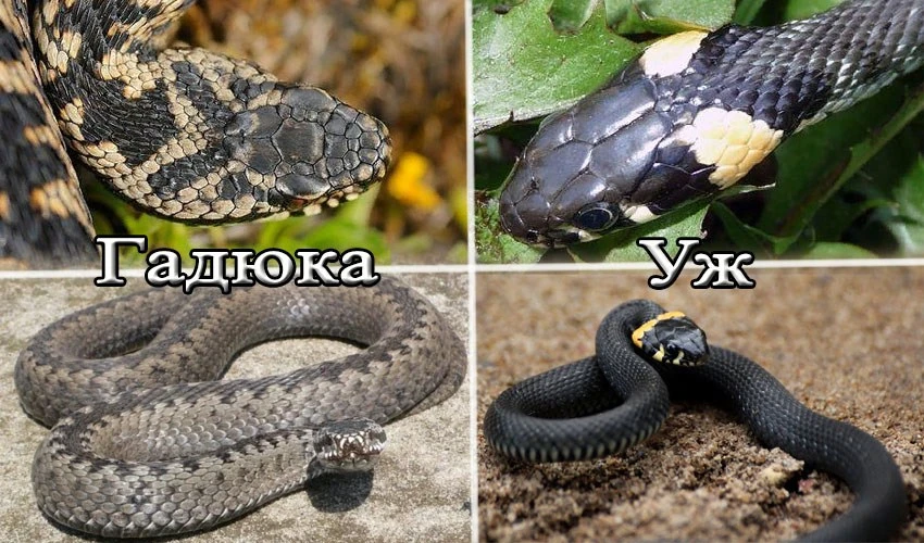 Какие опасности подстерегают нас в лесу? Укусы клещей, гнуса… Но многие почему-то забыв...