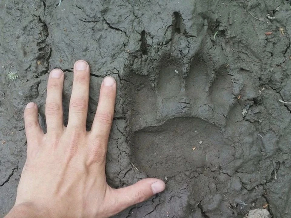 🐻 В лесах Пензенской области всё чаще находят следы медведей