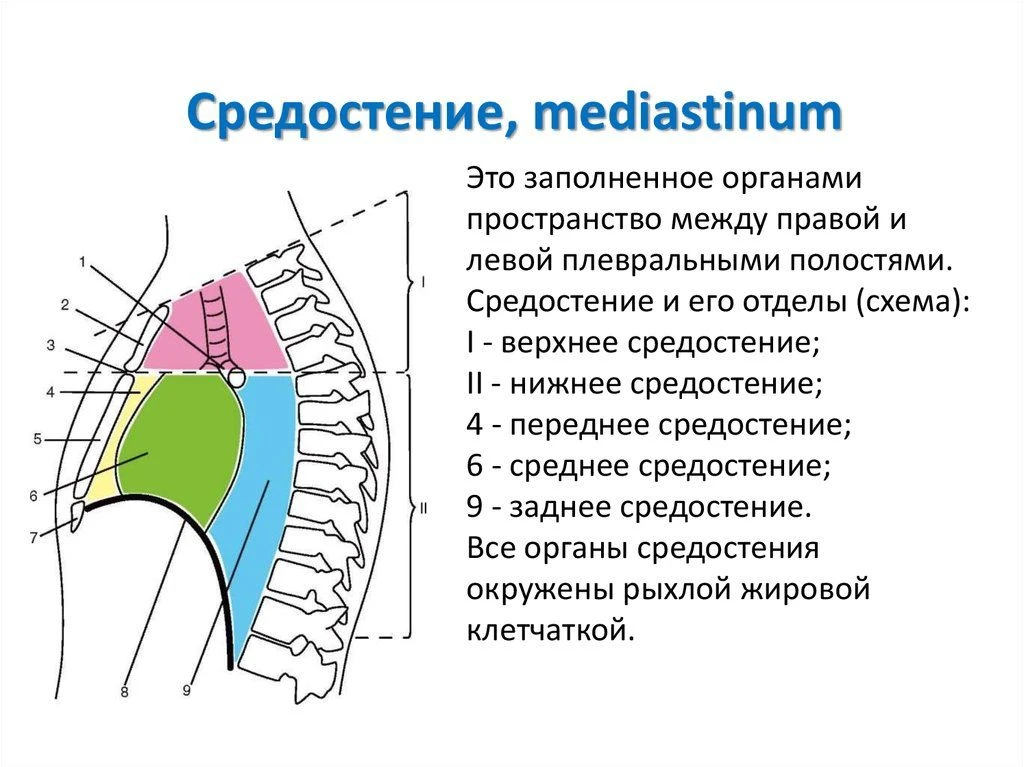 Средостение