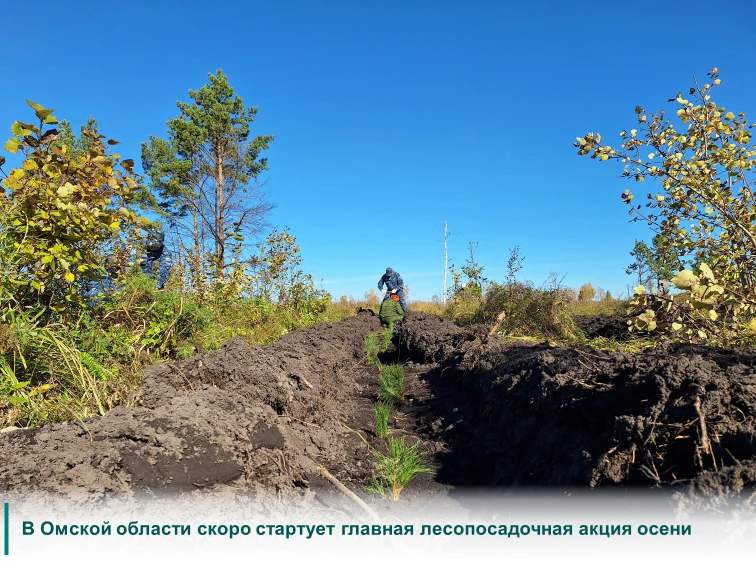 Каждую осень Омская область подключается ко всероссийской акции «Сохраним лес», которая...