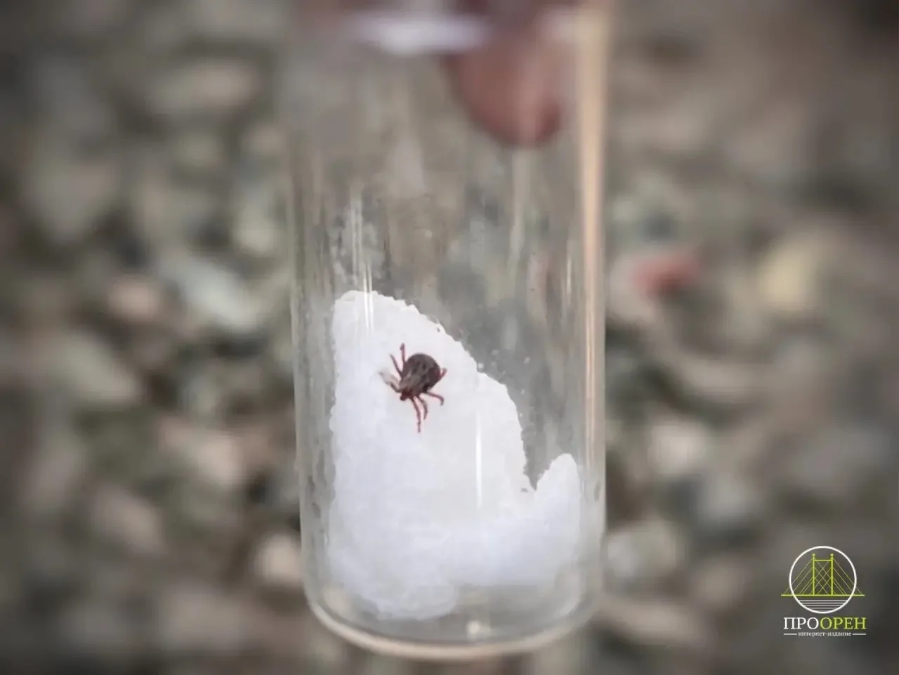 🕷️Внимание, клещи❗️Сезон активности в Оренбуржье  #Про_Общество   С наступлением тепла жители Оренбу