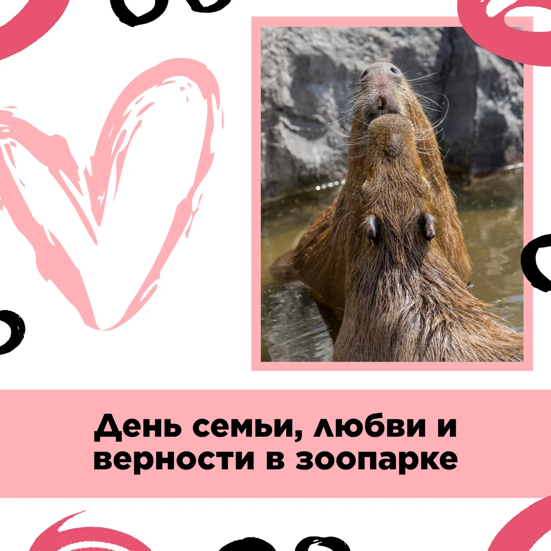 📅 Приглашаем отметить День семьи, любви и верности вместе с Сахалинским зооботанически...