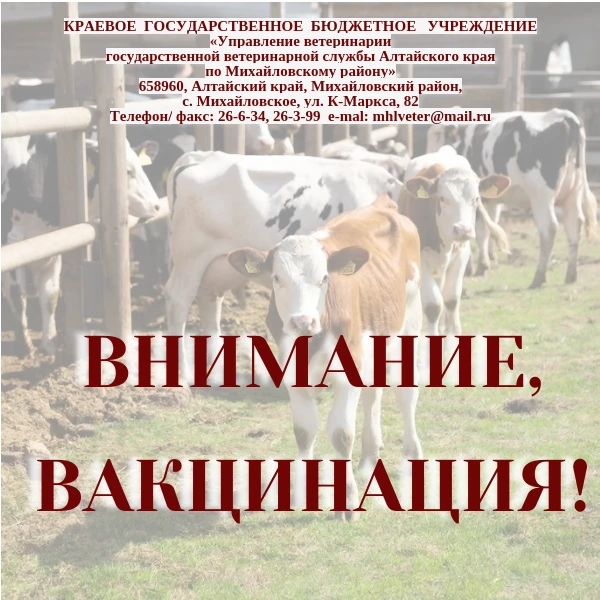 Внимание, вакцинация!💉
