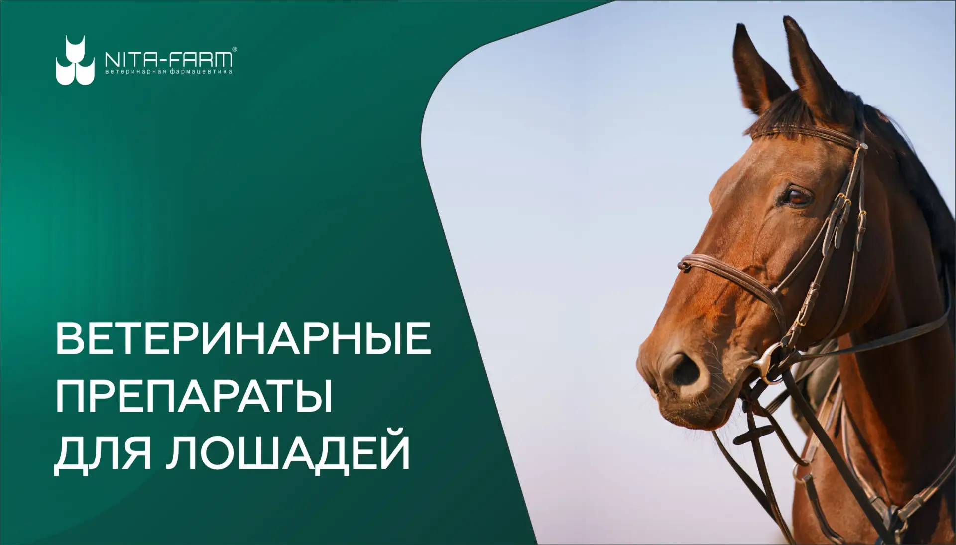 Коневодство в России является одной из развитых и значимых отраслей, особенно в региона...