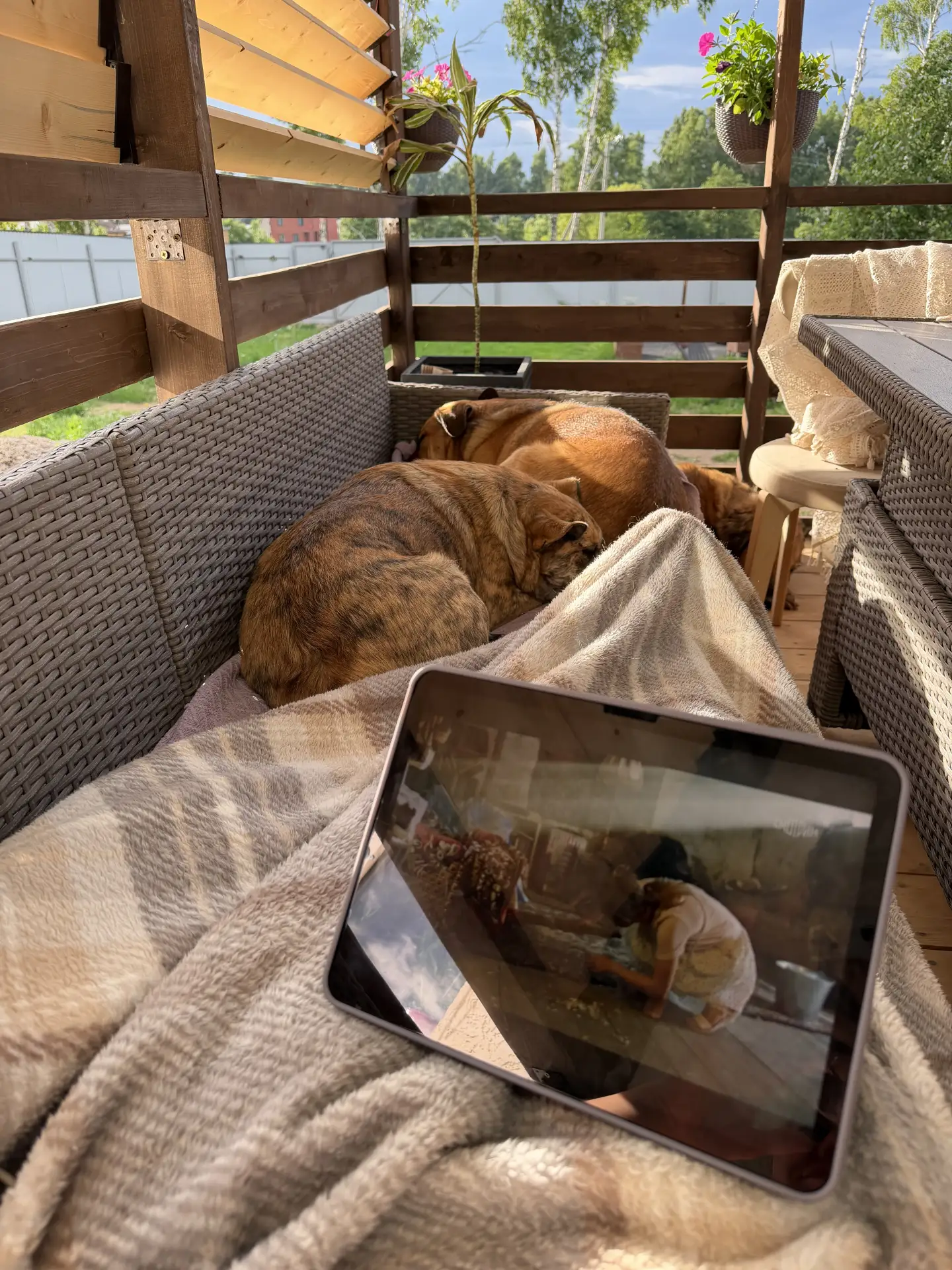 Летом прекрасно все! 🥺🫰🏻🤎

Такой наш домашний вайб! 😍🐶

Дождь прошел, гроза, гром, а мы на вер