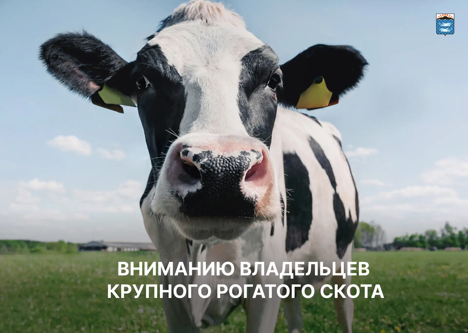 🛑ВНИМАНИЮ ВЛАДЕЛЬЦЕВ КРУПНОГО РОГАТОГО СКОТА
 
С наступлением тепла вновь обостряется проблема безн