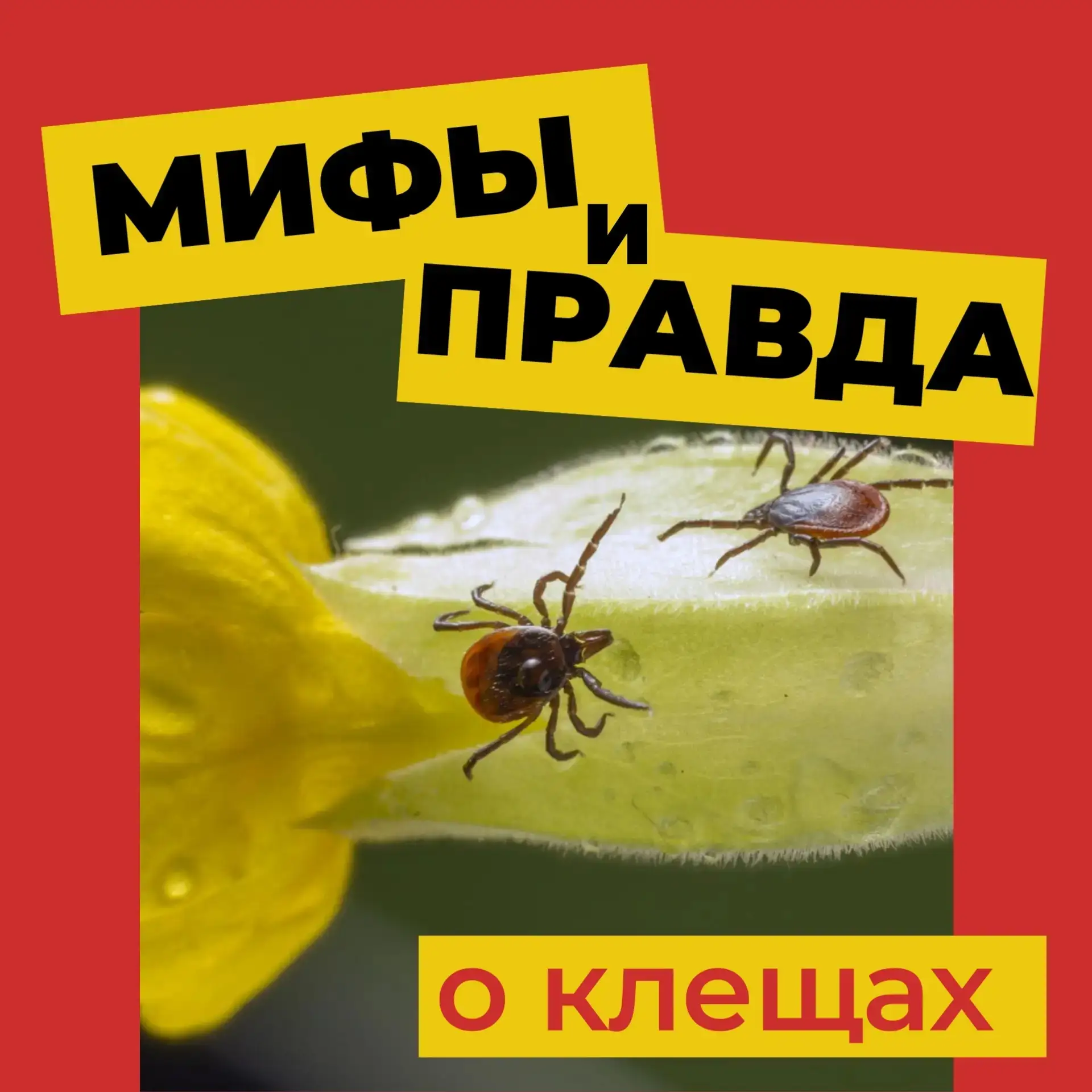 Что вы знаете о клещах?
