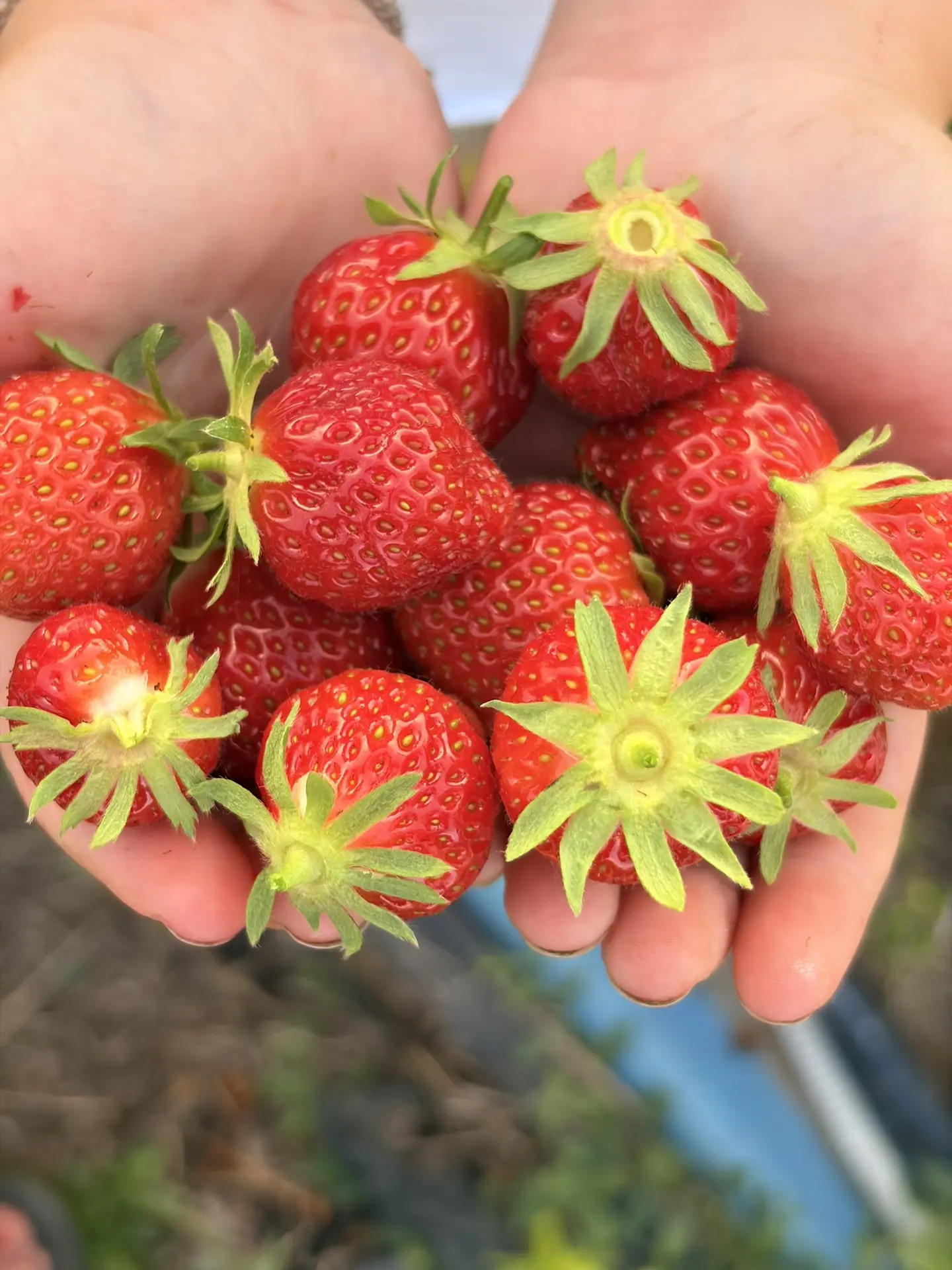 Доброе утро!!!☀️ 

Сбор ягод начался! 🍓 🍓🍓В ближайшее время мы начнём подтверждать заказы и можно