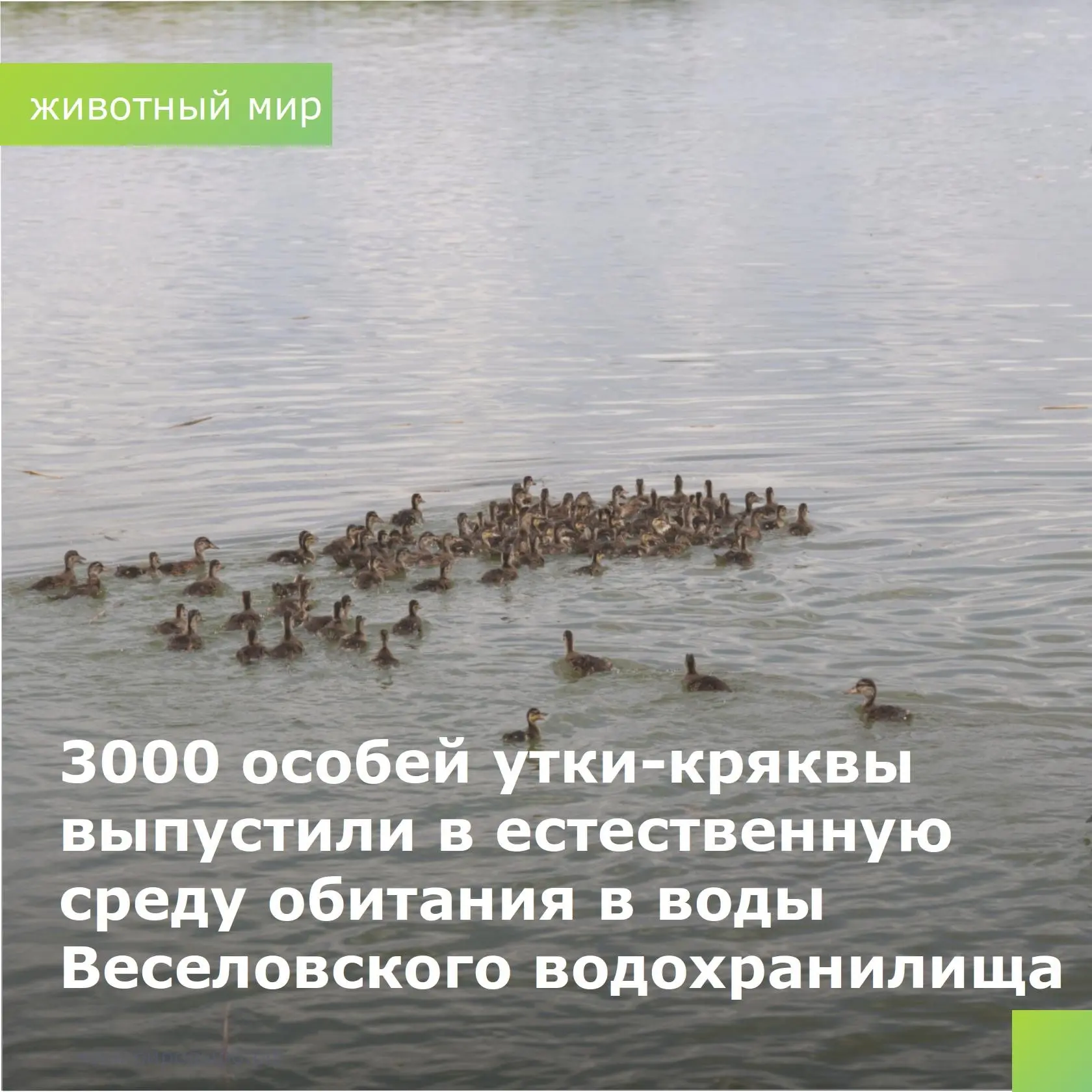 🦆При поддержке донского минприроды в Ростовской области продолжается работа по сохранению биоразноо