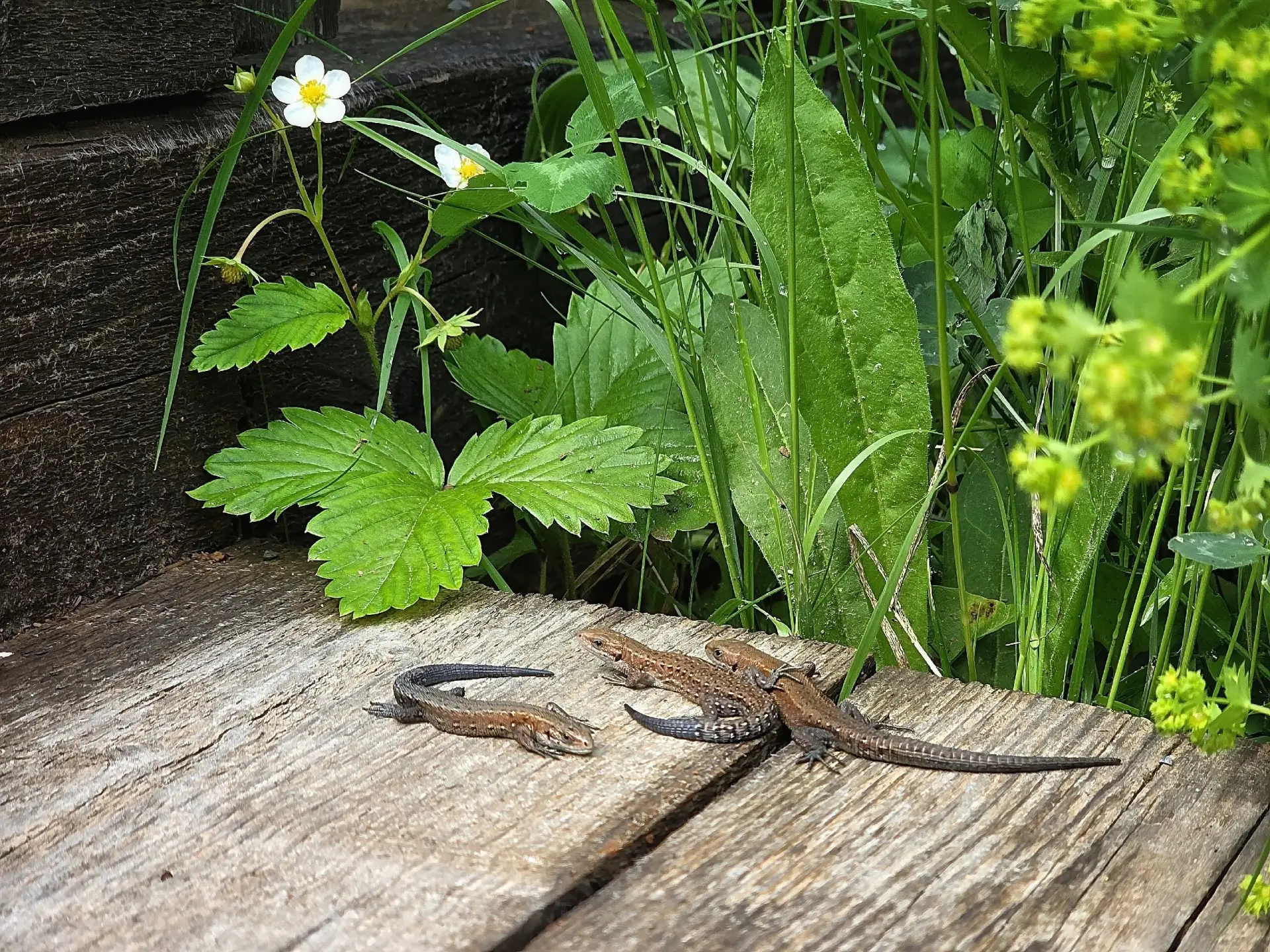 Ящерицы на дорожках Хохловки🦎🌸