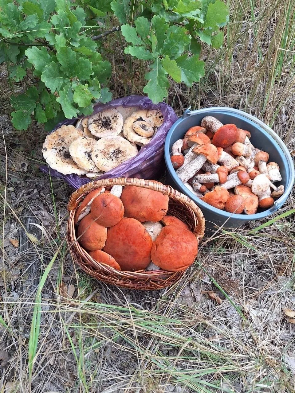 🍄‍🟫 Вторая волна грибного сезона началась в Воронежской области