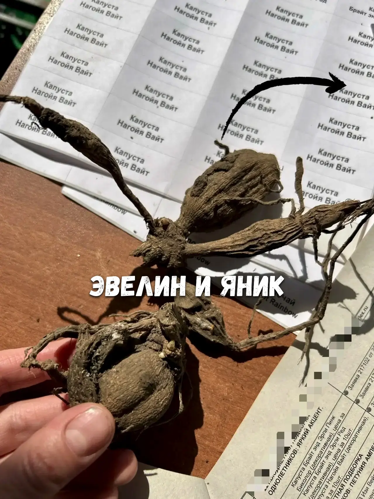 Клубни георгин отправляйте в барбершоп. История преображения 2-х заморышей.