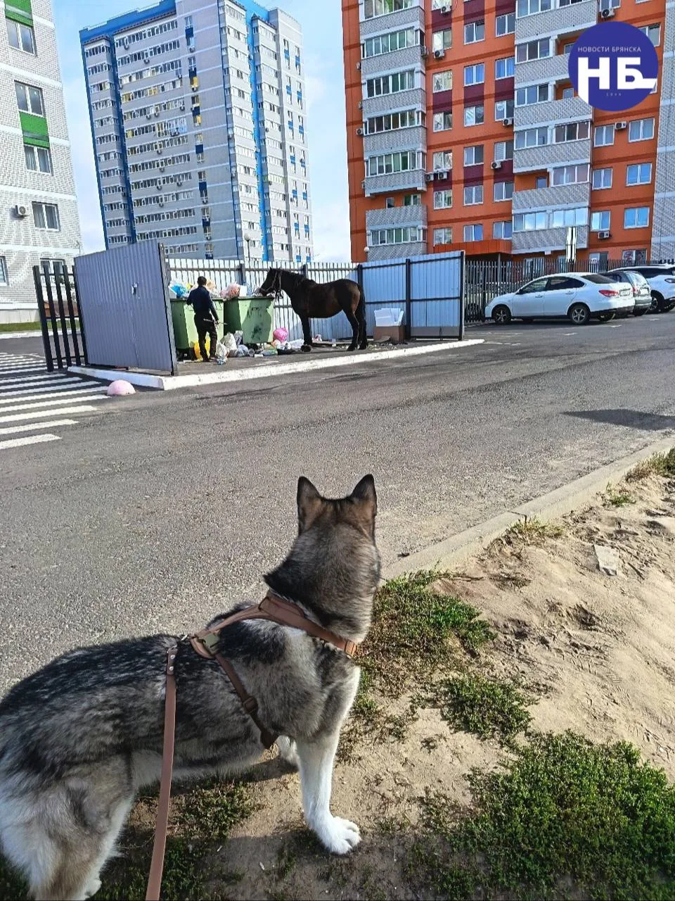 🐎 Лошади вышли в жилые кварталы Володарского района.