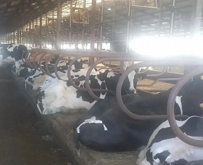 🐄 Уральское межрегиональное управление Россельхознадзора нашло нарушения на ферме в Че...