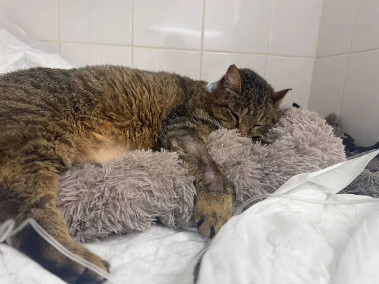 Котик Портос продолжает получать лечение в клинике Ответ. Пришел его посев мочи - обнаружили бактери