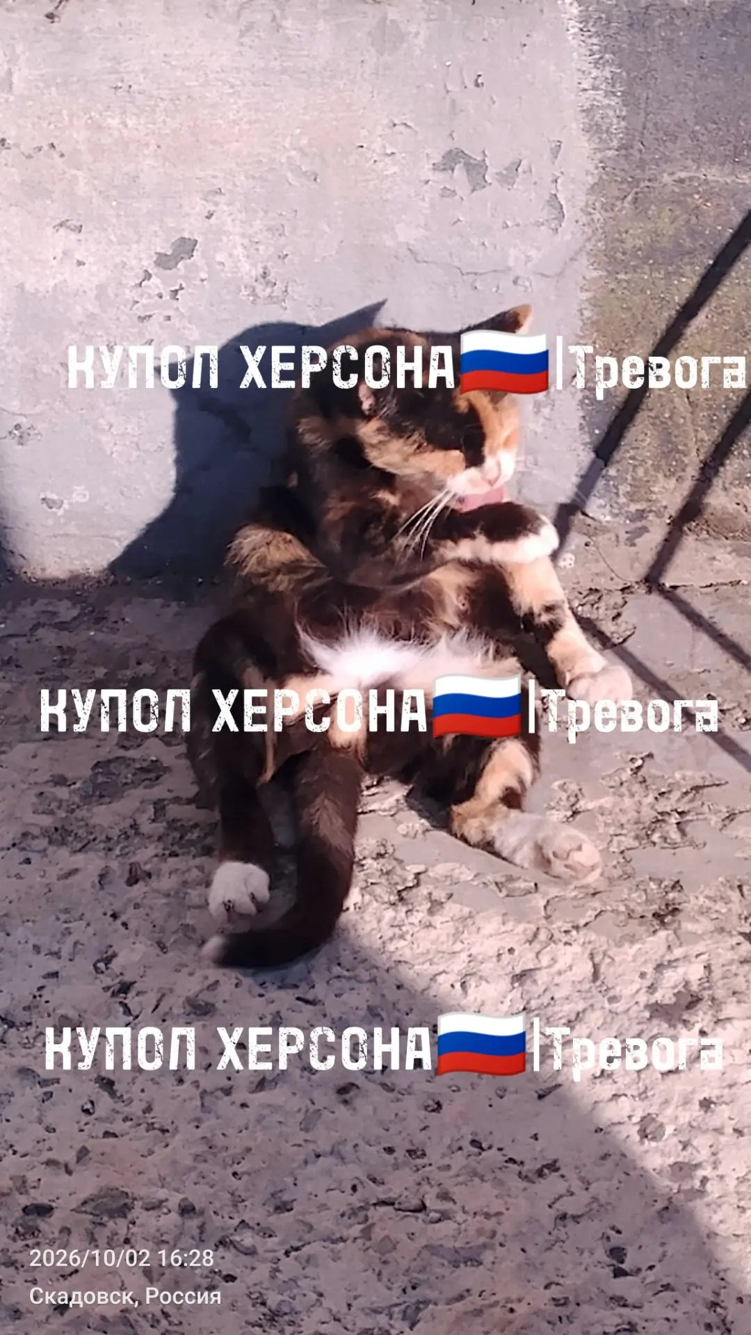 Смотрите как получилось сфоткать котика😍