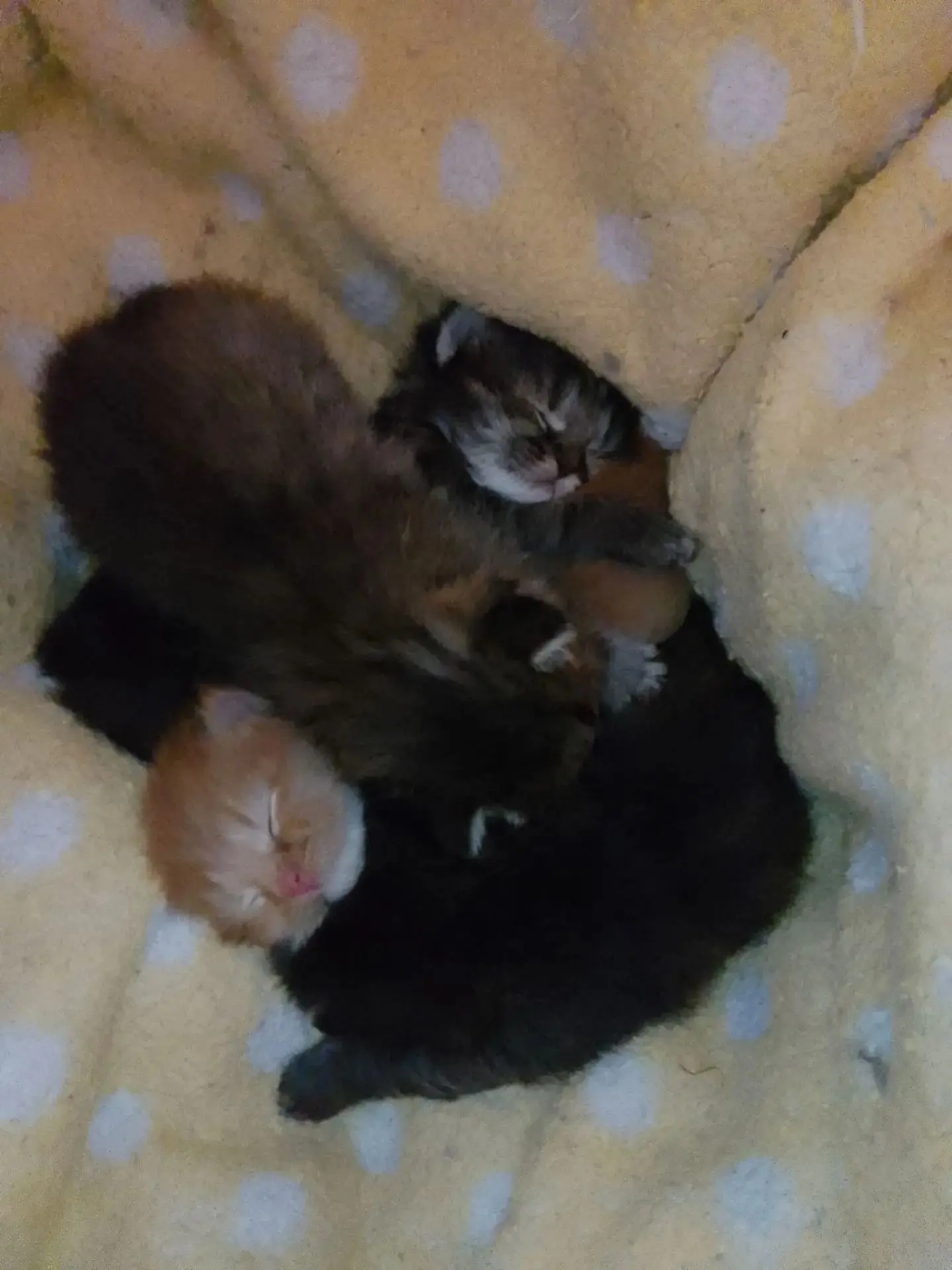 💮Котята с Декабристов в порядке, сейчас у кормящей кошки, в будущем детки так же будут...
